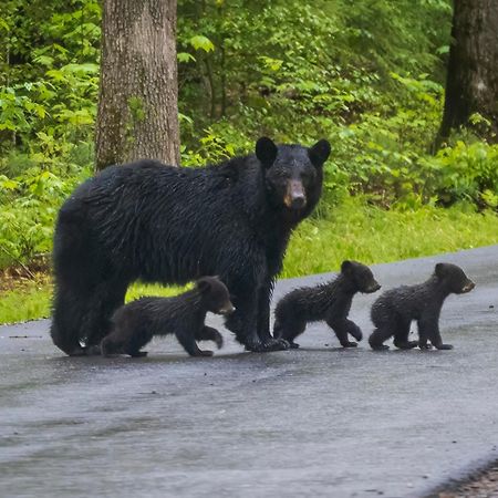 Bear Den, Hot Tub, 1089 Of Free Attraction Tickets For Each Paid Day, Dollywood And More! 塞维尔维尔 外观 照片